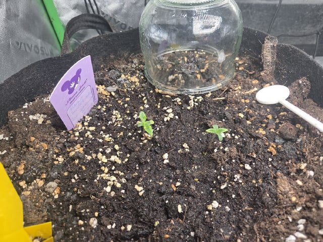 Automatic — germination, day 12