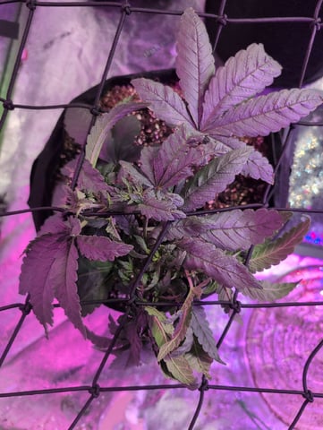 2025-26 — vegetative, day 27