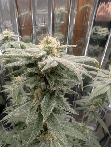 B E A utiful  — flower, day 113