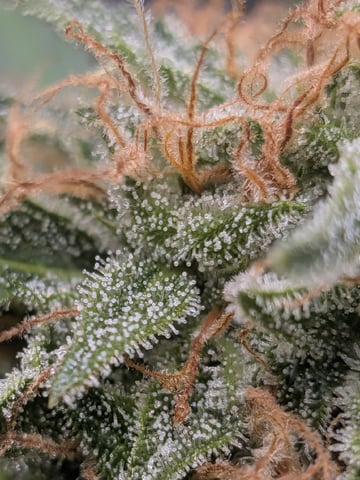 Zkittlez (Auto) — flower, day 95