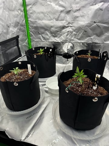 First grow — vegetative, day 17