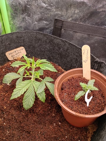 1st Grow Eva — seedling_rooting, day 15