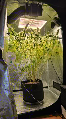 Big Momma Blue Dream  — flower, day 55