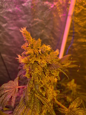 fruitstripe-x-breathworks VS Tropical cherry vs kush cake. vs og haze — flower, day 122