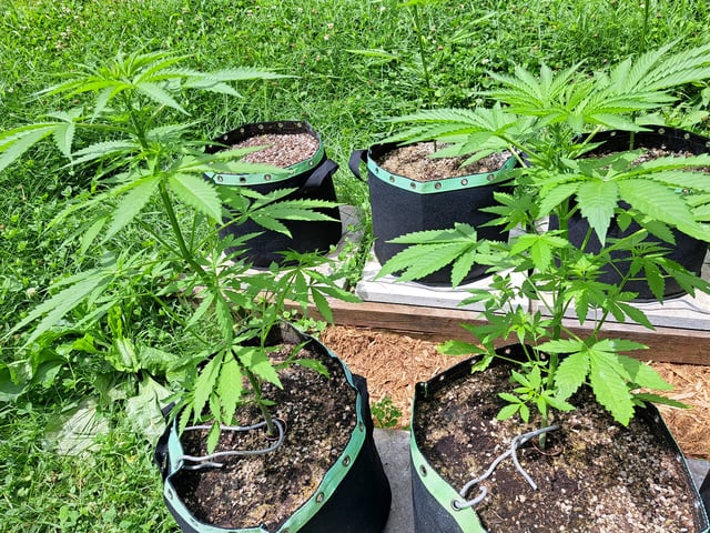 Bucket List Grow #2 — vegetative, day 38