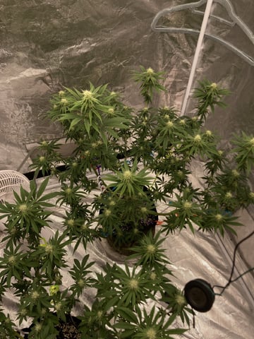 Planet Berry 7skunksgenetics  — grow_setup, day 23