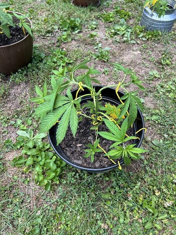 2026 Outdoor — vegetative, day 45