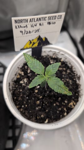 memphisto 3 bears OG, ethos high note r1 — seedling_rooting, day 12