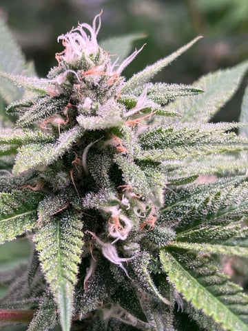 Blue Dream Feminized  — flower, day 133
