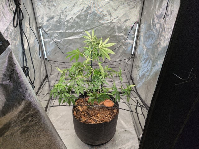 White Widow? — vegetative, day 1
