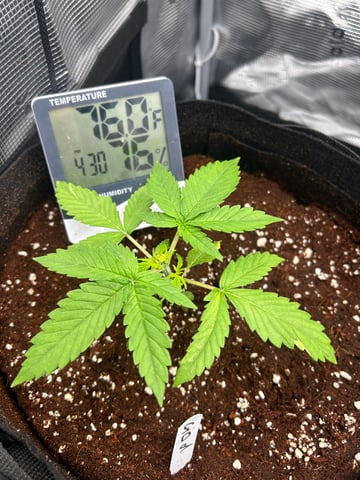 sticking to basics second grow — vegetative, day 11