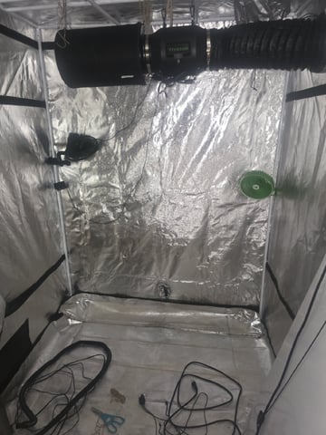 3rd Auto Grow — flower, day 171