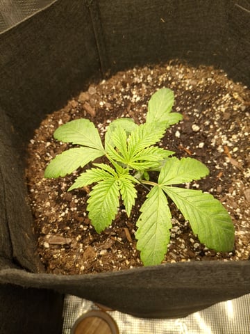 first grow — vegetative, day 12