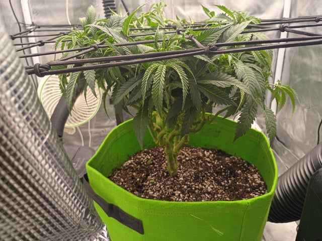 FastBuds Photo-Lemon Mandarin  — vegetative, day 72