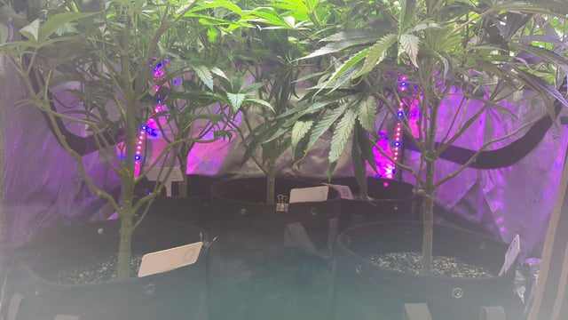 1st Photo Run — vegetative, day 14