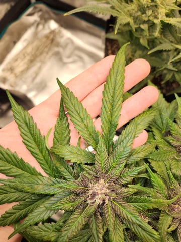 Autoflower grow. my first grow  — flower, day 70