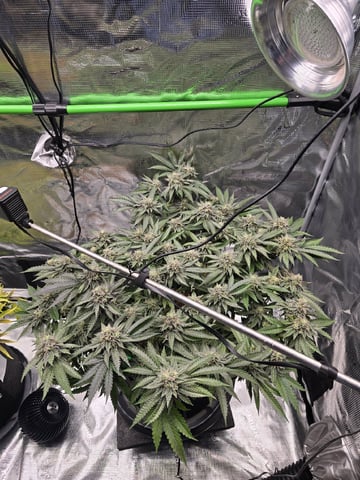 Divine Gelato 3 x Blue Zushi x 44 Photo — flower, day 90