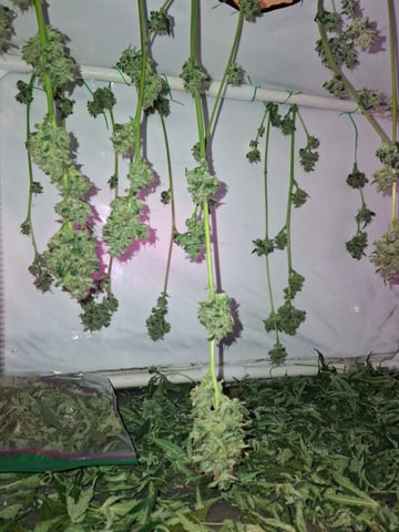 lil babies  — flower, day 58