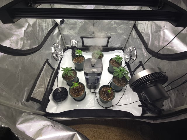 Homegrown - 🍒 🥧 & GSC Auto, 🚀 Seeds 🍌 Buttercups  — vegetative, day 22