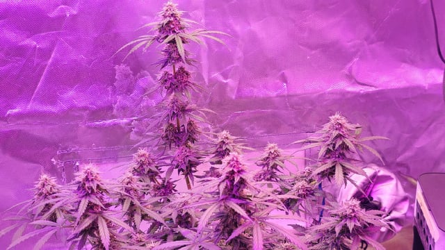 first grow adventure  — flower, day 72