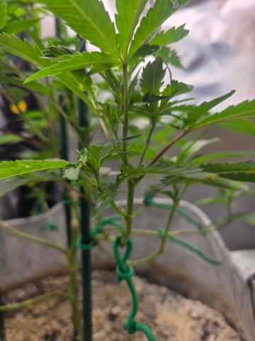 Looking for advice! — vegetative, day 41