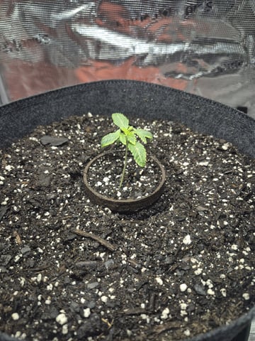 Grow 1 2026 Dream Widow — vegetative, day 16