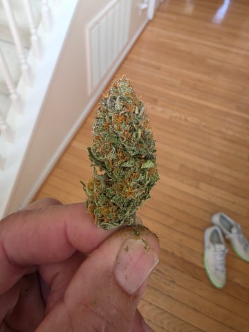 First Grow — done, day 132