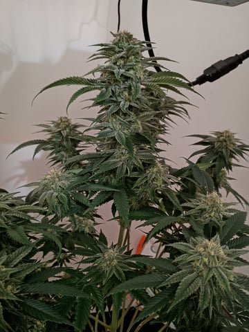 Lokie OG x Permanent Marker — flower, day 89