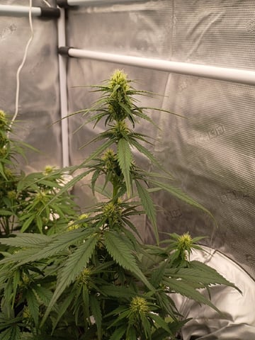 FastBuds-Auto Mix Pack-Quad Mystery — flower, day 38
