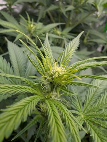 Acapulco Gold  — flower, day 72