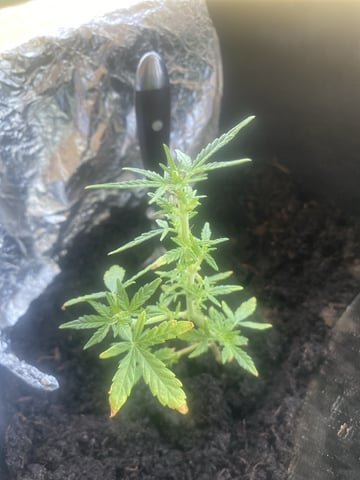 Smokey’s  — vegetative, day 2