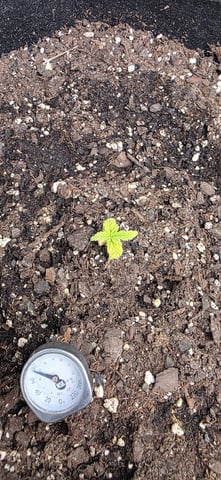 Mixed up Atlas Reserve — seedling_rooting, day 22