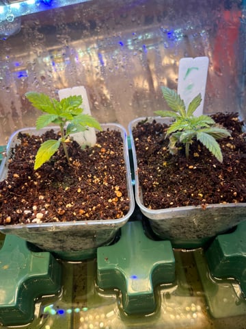 My First Four — vegetative, day 24