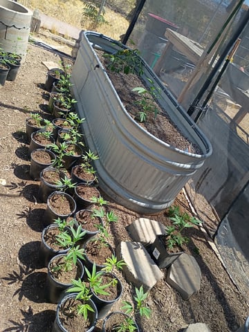 Platinum Og — vegetative, day 8
