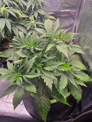 Gorilla Cookies auto  — vegetative, day 21