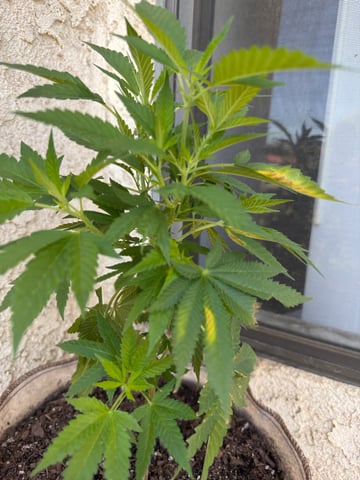 Sour Glue — flower, day 33
