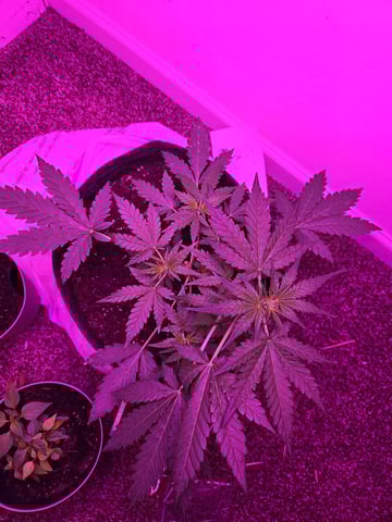 First Grow — flower, day 29