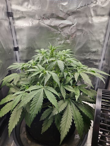 Mimosa Bruce Banner XL — vegetative, day 32