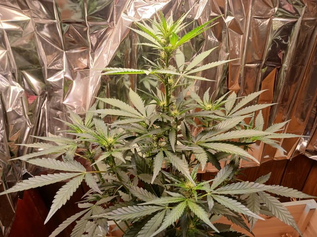 strawberry safari v2 auto fem — flower, day 26