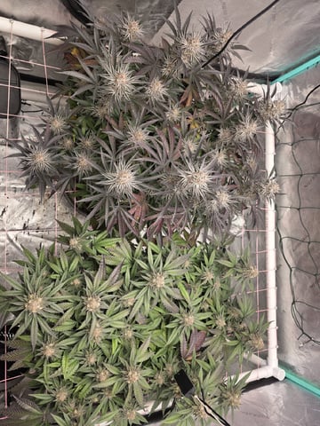Granny Candy and PLCG — flower, day 127
