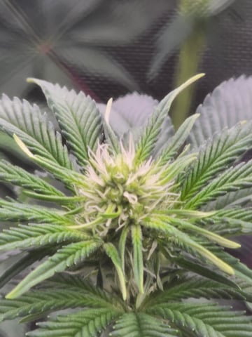 Northern lights #10 (Alaska) — flower, day 51