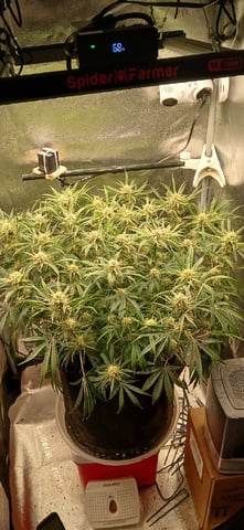 newest ggs setup grow — flower, day 60