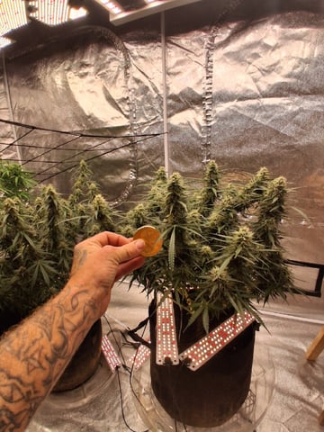 Seedman mix auto & seedman mix auto & GodFather OG — flower, day 88