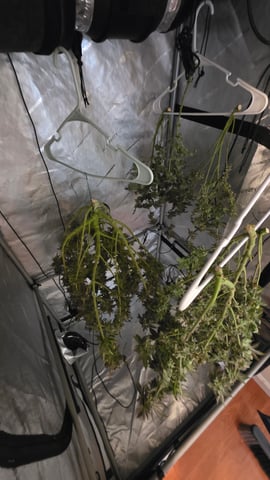 ethos genetics  — harvest, day 121