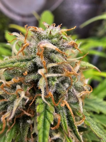 candy bubatz xl — flower, day 3