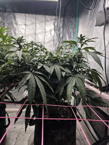 Granny Candy and PLCG — flower, day 97