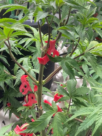 1 — vegetative, day 8