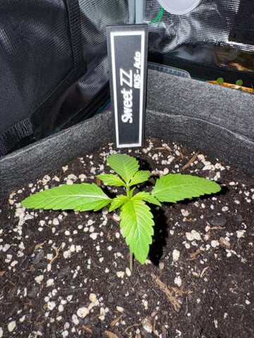 first try — vegetative, day 1