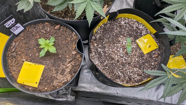 Mixed Grow — grow_setup, day 52