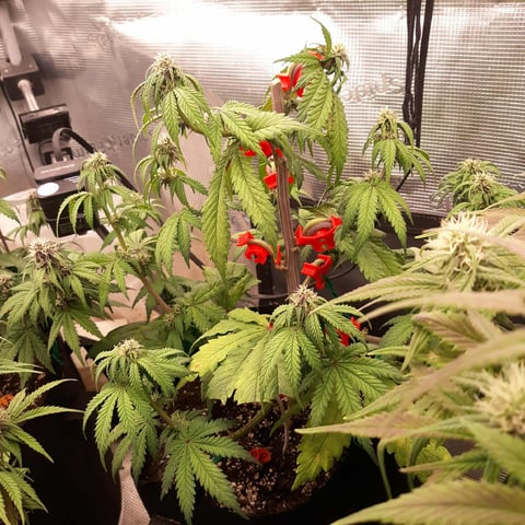 Moving On — flower, day 26